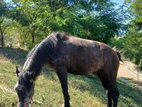 Cavalo, Cavalos — foto 1