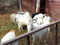 Goat, Goats — photo 4