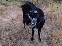 बकरा, Nubian Goat — फ़ोटो 2