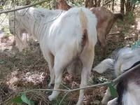 बकरा, LaMancha goats — फ़ोटो 1