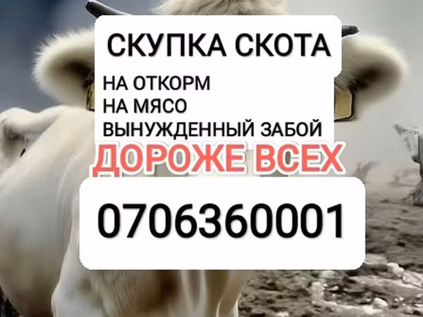 Vacă, Bovine