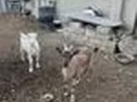 Goat, Goats — photo 2