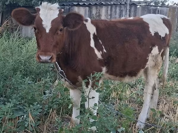 Vacă, Bovine — Republica Moldova