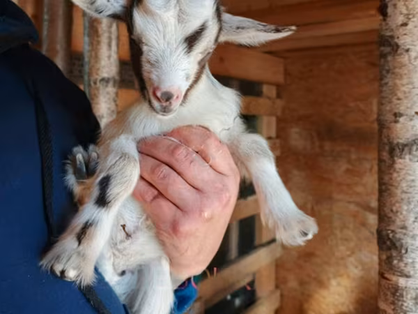 Goat, Australian Miniature goats
