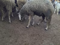Berbec, Baerchuke sheep — foto 1