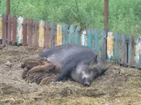 Scroafă, Porci — foto 2