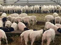 Oveja, Kuibyshev sheep — foto 8