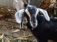 Ziegenbock, Alpine goat — Foto 1