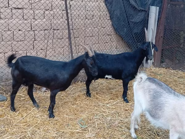 Țap, Saanen goat