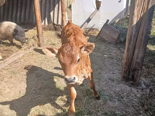 Vacă, Rasa Jersey