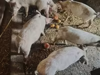 नर सूअर, सूअर — फ़ोटो 3