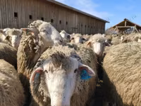 Carnero, Kazakh fat-tailed coarsewool sheep — foto 4