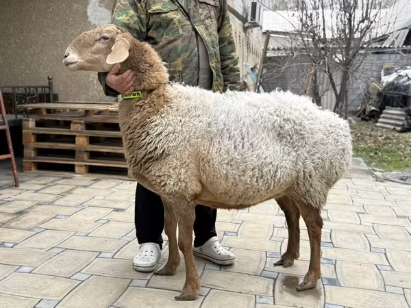 Oveja, Awassi sheep