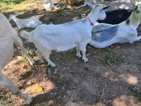 عنزة, الماعز — الصورة 2