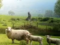 Ram, Sheep — photo 3