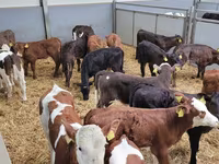 Toro, Raza Holstein — foto 4