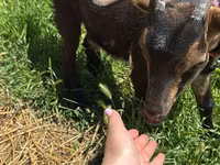 عنزة, Nubian Goat — الصورة 3