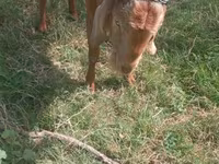 बकरा, बकरियाँ — फ़ोटो 1