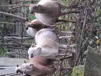 Berbec, Katum sheep — foto 3