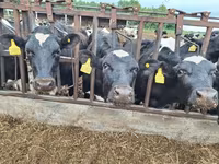 Touro, Russian Black pied cattle — foto 6