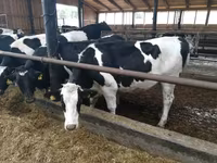 Vacă, Swiss cattle — foto 2