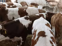Taureau, Simmental cattle — photo 4