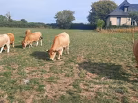 Vacă, Aubrac cattle — foto 7