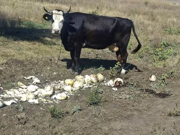Vaca, Bovinos