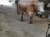 Bou, Bovine — foto 7