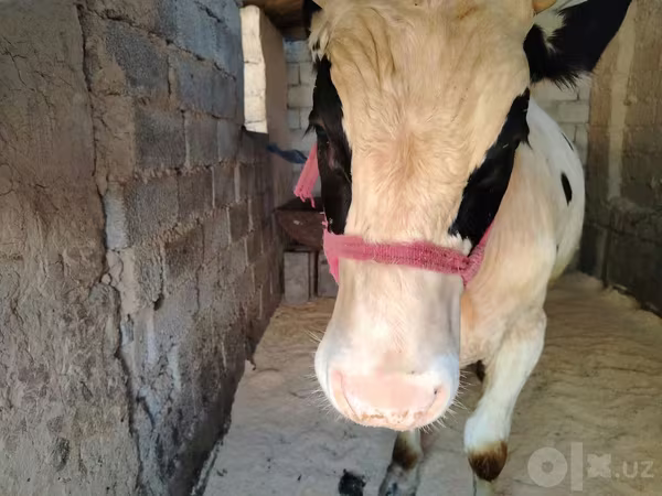 Bou, Russian Black pied cattle