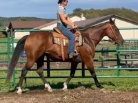 فرس, Quarter Horse — الصورة 2