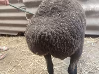 Schaf, Saryarka sheep — Foto 3