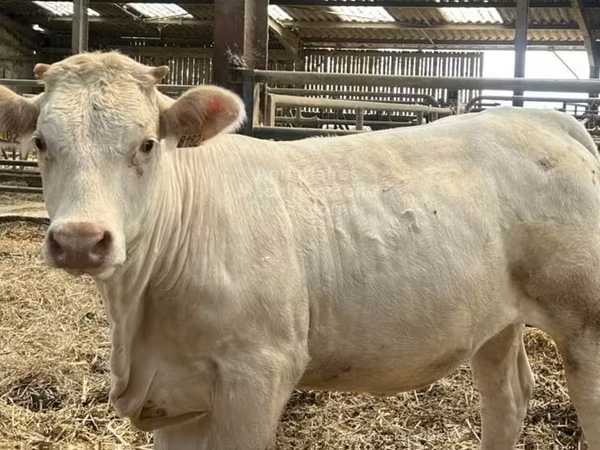 Vacă, Charolais cattle