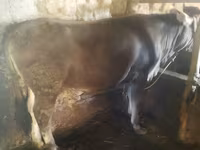 Toro, Ganado vacuno — foto 1