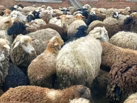 Sheep, Sheep — photo 6