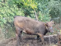 Sigir, Qoramol — 3-rasm