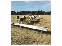 Cow, Montbéliarde — photo 1