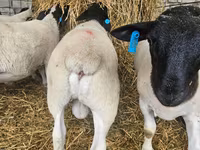 Carnero, Dorper sheep — foto 2