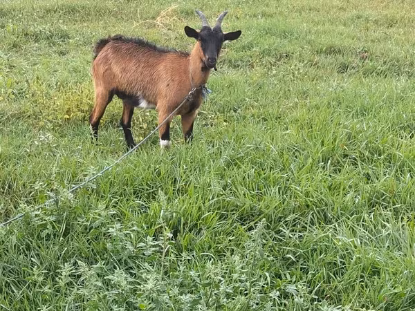 Cabra, Cabras — Moldávia