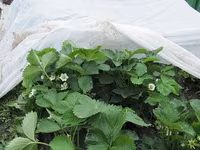 Акция! Белое Агроволокно + UV / Agrostofe + UV 20 gsm / 40 gsm / 50 gsm — الصورة 1