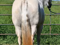 Madyan, Quarter Horse — foto 8