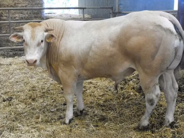 Bou, Blonde d’Aquitane cattle