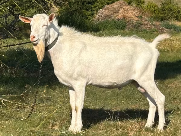 تيس, Saanen goat