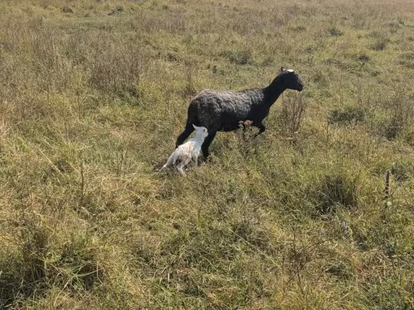 نعجة, Romanov sheep