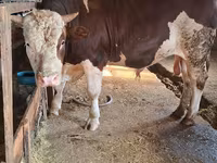 公牛, Simmental cattle — 照片 1