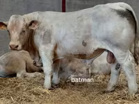 Bou, Charolais cattle — foto 3