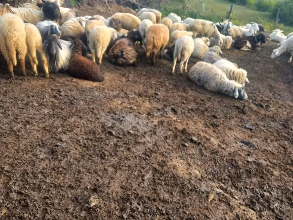 Sheep, Sheep — Moldova