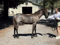 घोड़ी, Rocky Mountain Horse — फ़ोटो 6