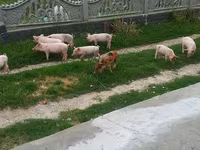 Eber, Schweine — Foto 2