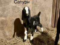 Țap, Kamori goats — foto 2